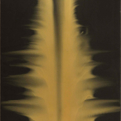 Naturaldurante, 2009