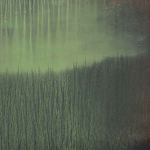 Voce nel campo - 2012